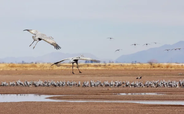 Ett sandhill crane par glider över dess surivival grupp — Stockfoto