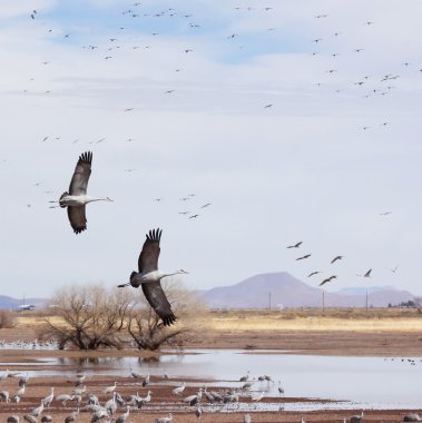 onun surivival grup sandhill crane iki kayar