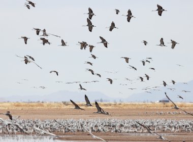 Whitewater beraberlik yukarıda Sandhill Crane akın uçar