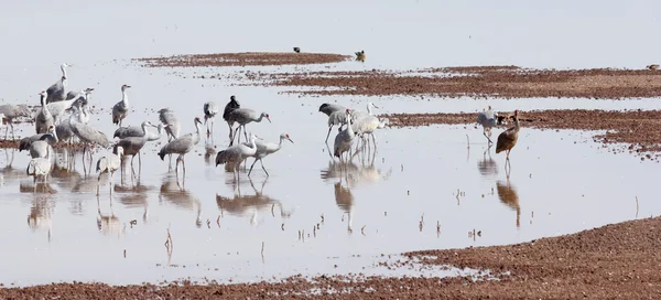 En grupp av sandhill kranar i en damm — Stockfoto