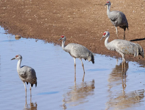 A Group of Sandhill Cranes at a Pond — Stock Photo, Image