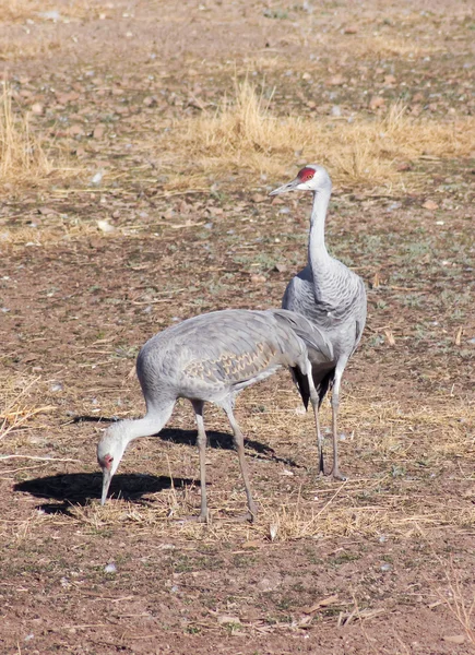 A Pair of Sandhill Cranes in a Field — Stock Photo, Image