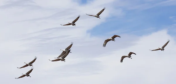 En sandhill crane flock i ljusblått — Stockfoto