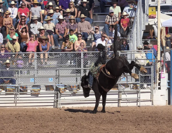 A La Festa De Los Vaqueros, Tucson, Аризона — стоковое фото