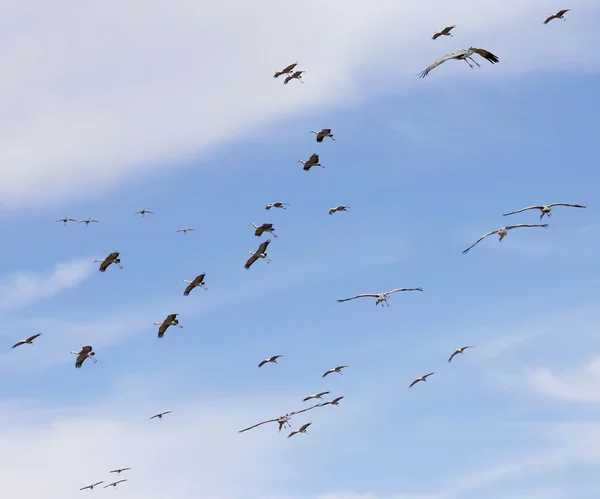 En sandhill crane flock i ljusblått — Stockfoto