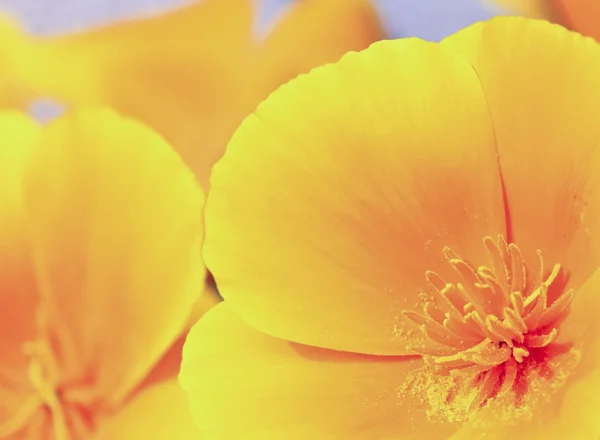 En närbild av Kalifornien vallmo, eschscholzia californica — Stockfoto