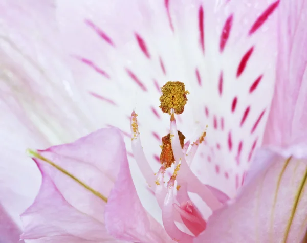 クローズ アップのユリの花の部品の — ストック写真