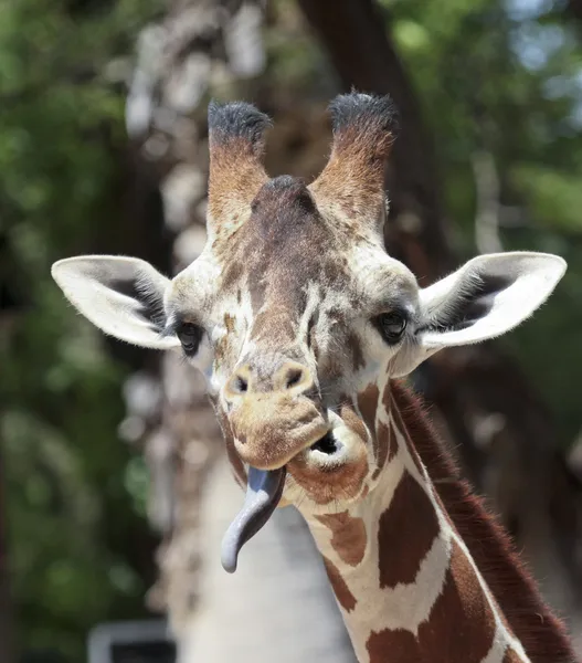 A Giraffe Sticks Out its Long Tongue — Stock Photo, Image