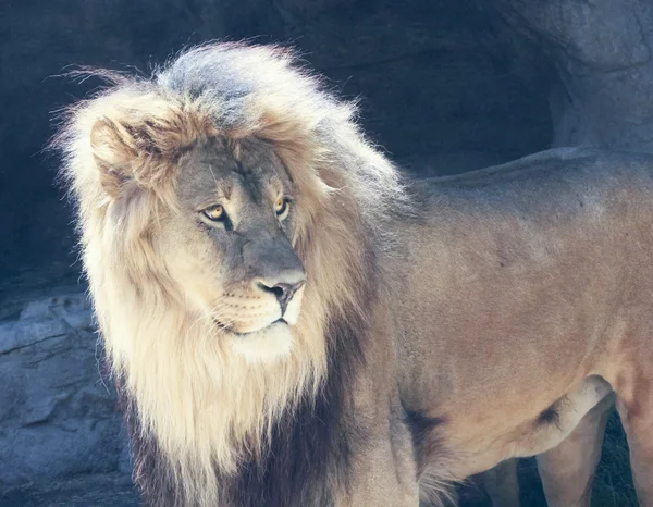 Een mannelijke leeuw met een zonovergoten manen — Stockfoto