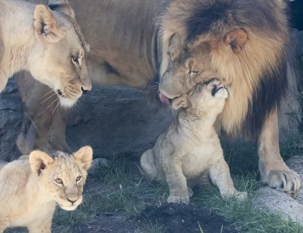 Une famille de lions avec deux petits louveteaux — Photo