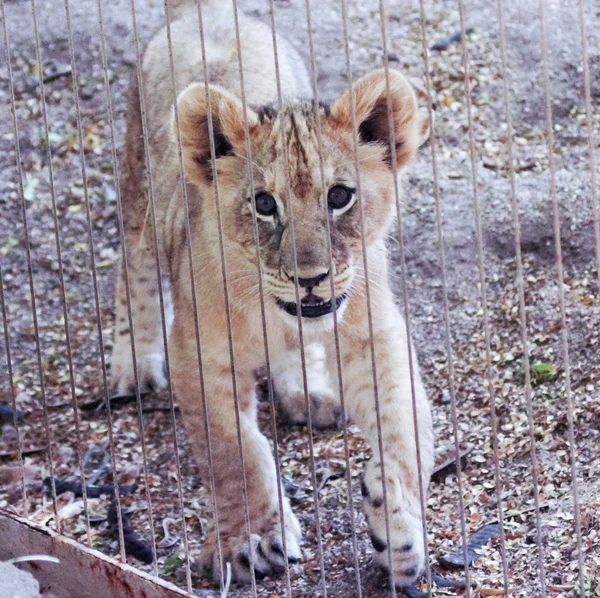 Кубик льва в вольере зоопарка — стоковое фото