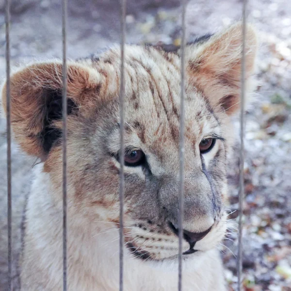 Lvíče hledí ze svého výběhu zoo — Stock fotografie