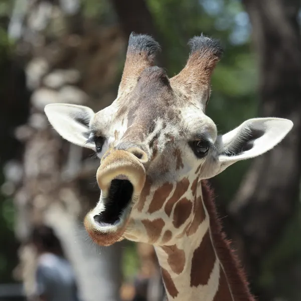 Eine Giraffe sieht aus, als würde sie singen — Stockfoto