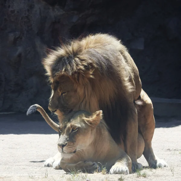 Una pareja de leones apareándose en un zoológico — Foto de Stock