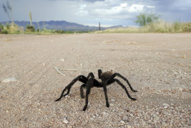 Kosta Rika da çöl, tarantula