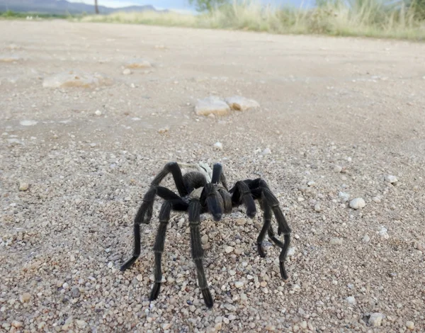 A Costa Rican, also known as Desert, Tarantula — Stock Photo, Image