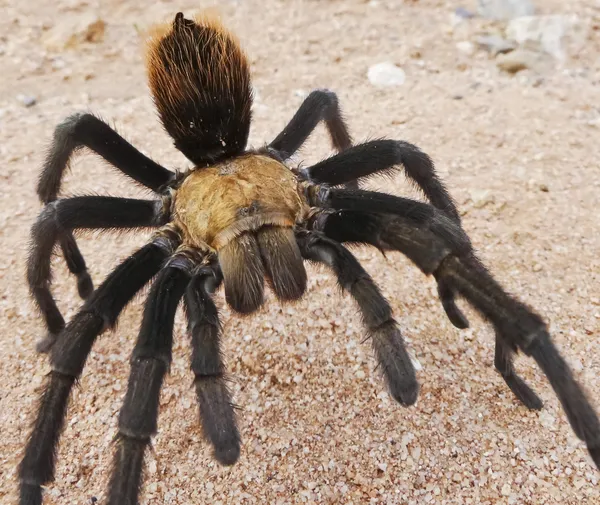 Egy costa ricai, is ismert, mint a sivatag, a tarantula közelről — Stock Fotó