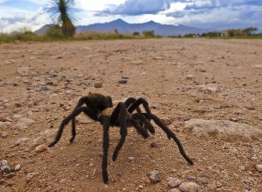 Kosta Rika da çöl, tarantula