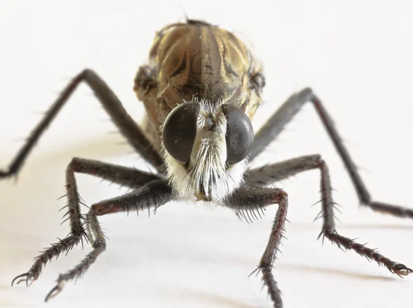 A Close Up of a Robber Fly — Stock Photo, Image