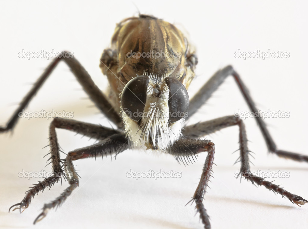 A Close Up of a Robber Fly