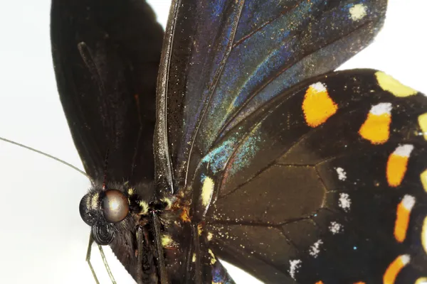 Een close up van een vlinder koninginnenpage — Stockfoto