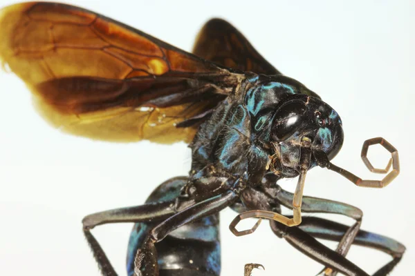 Um close up de uma vespa de Falcão de tarântula — Fotografia de Stock