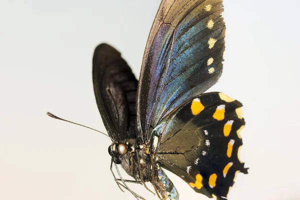 Een close up van een vlinder koninginnenpage — Stockfoto