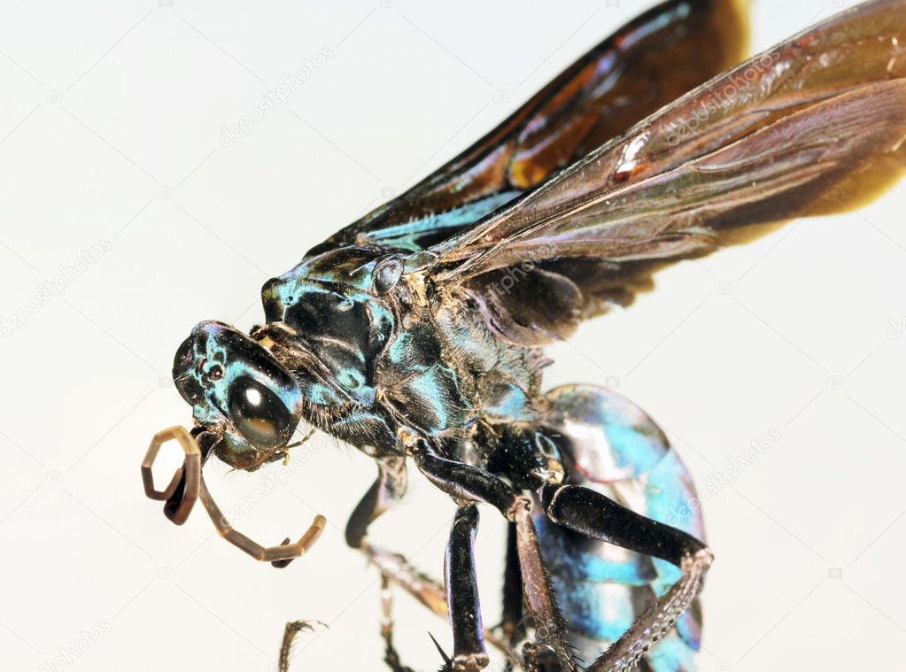 A Close Up of a Tarantula Hawk Wasp