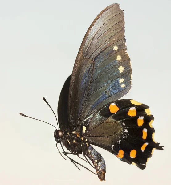 Zamknij się swallowtail motyl — Zdjęcie stockowe