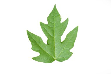 tek bir yaprak yeşil yakın çekim izole beyaz arka plan üzerinde