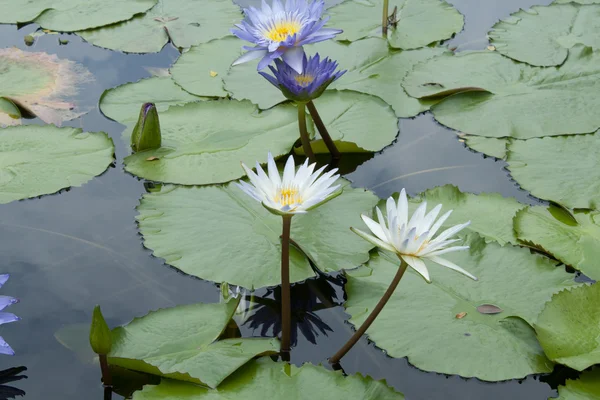 Fiore di loto — Foto Stock