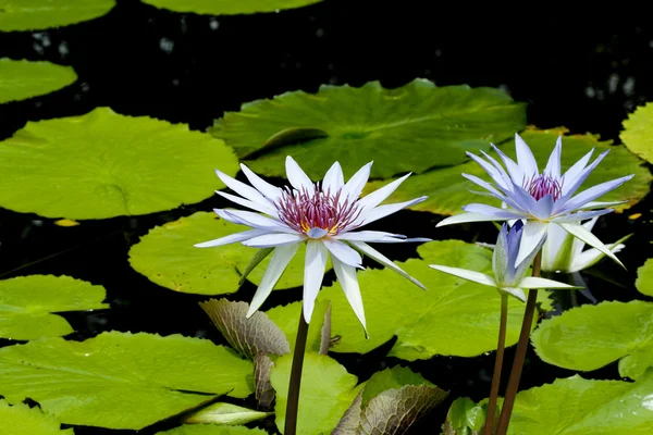 Flor de lótus — Fotografia de Stock