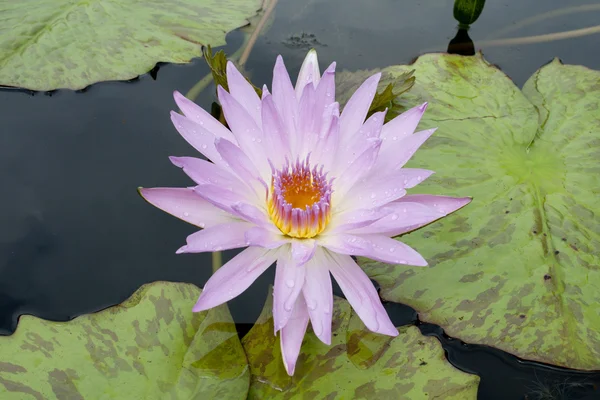 Flor de lótus — Fotografia de Stock