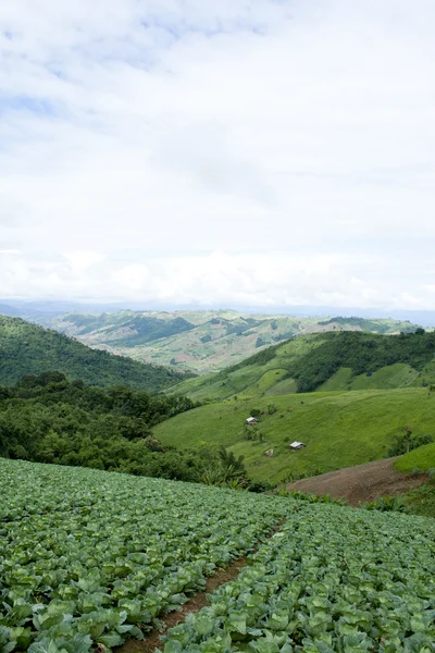 Fila de repolho — Fotografia de Stock