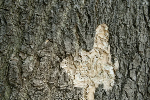 Old cracked wood texture — Stock Photo, Image