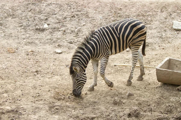 Zebra. — Fotografia de Stock