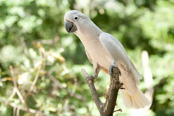 Kakadu im Park — Stockfoto