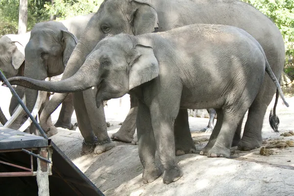 Asian Elephant — Stock Photo, Image