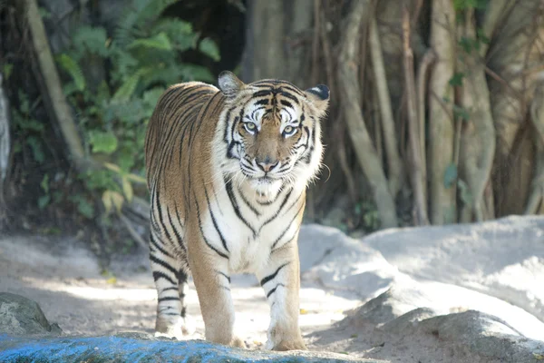 बौद्ध मंदिर ग्रैंड पैलेस बैंकॉक, थाईलैंड में रात में — स्टॉक फ़ोटो, इमेज