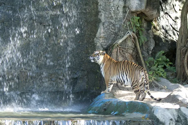 बौद्ध मंदिर ग्रैंड पैलेस बैंकॉक, थाईलैंड में रात में — स्टॉक फ़ोटो, इमेज