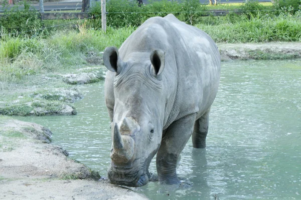 Neushoorn — Stockfoto