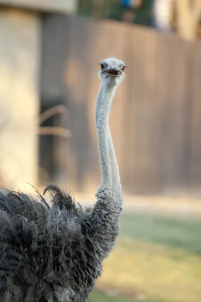 Struisvogel — Stockfoto