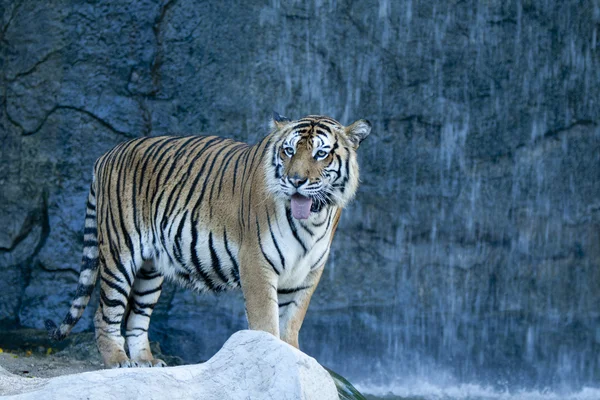 बौद्ध मंदिर ग्रैंड पैलेस बैंकॉक, थाईलैंड में रात में — स्टॉक फ़ोटो, इमेज