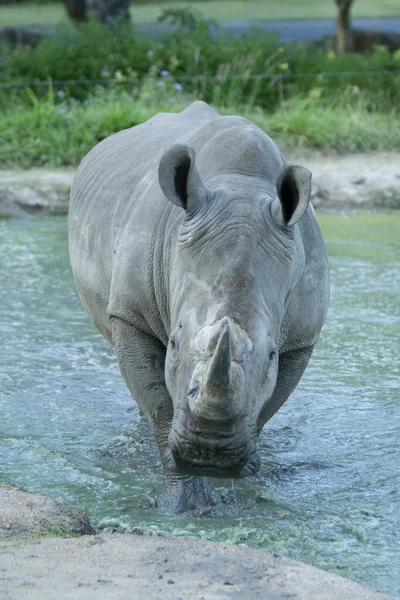 Neushoorn — Stockfoto