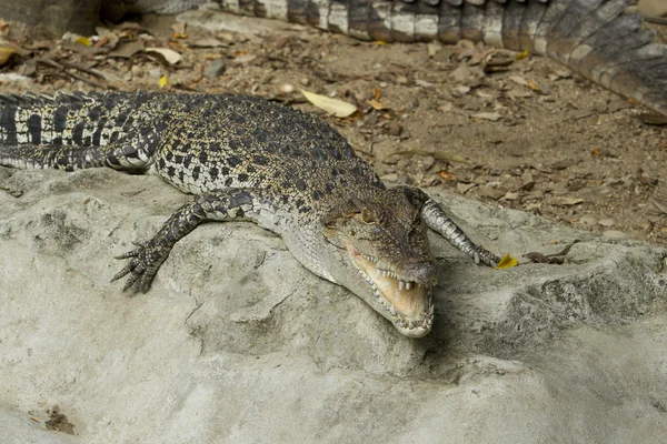 Большой крокодил — стоковое фото