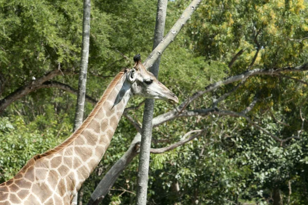 Giraffa — Foto Stock