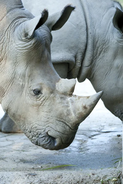 Rinoceronte blanco — Foto de Stock