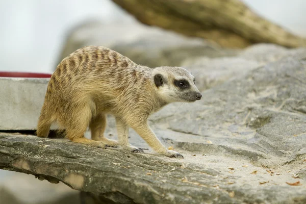 Meerkat — Stockfoto