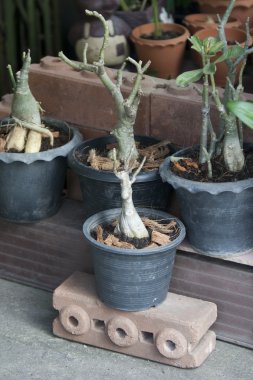 ağaç pota
