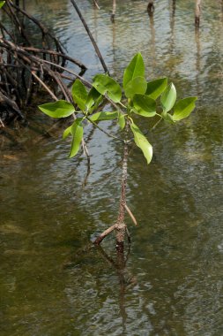 mangrov mangrove Forest